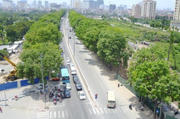 1.400 cây Giáng Hương sẽ thay thế cây bị chặt trên đường Phạm Văn Đồng